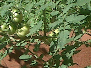 tomates201111_5.jpg