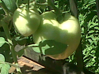 tomates201111_6.jpg