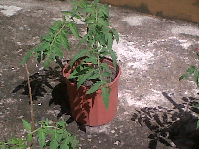 tomates221011_2.jpg