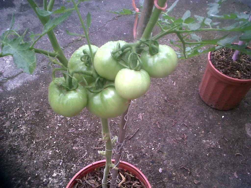 tomates251111_1.jpg