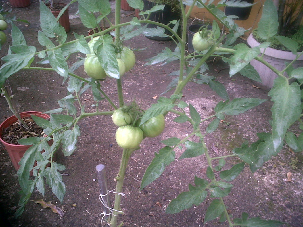 tomates251111_2.jpg