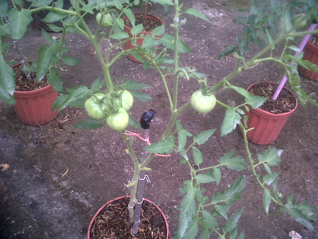 tomates251111_3.jpg