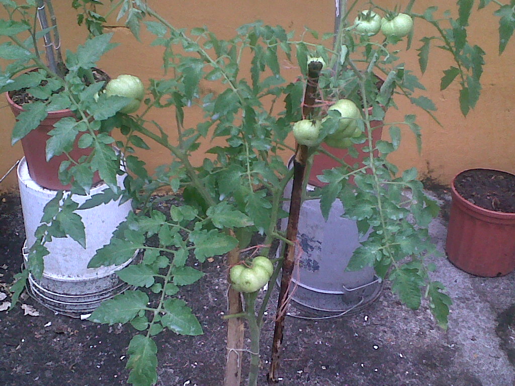 tomates251111_4.jpg