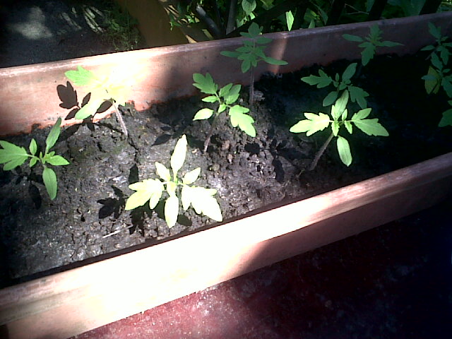 tomates270911_1.jpg