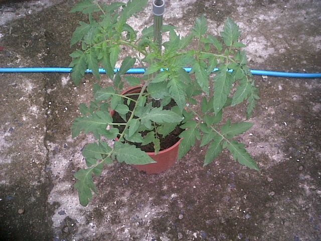 tomates27102011_11.jpg