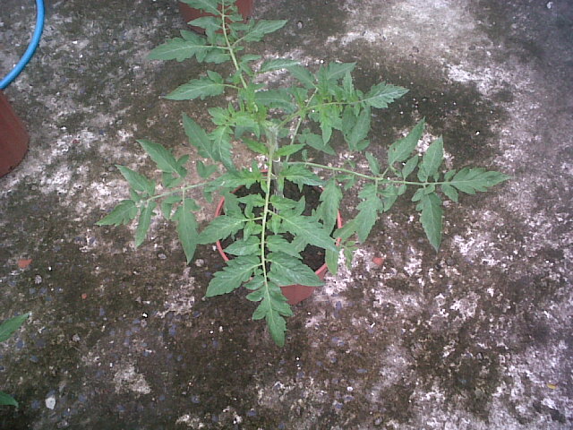 tomates27102011_13.jpg