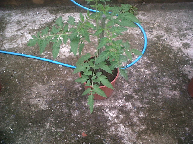 tomates27102011_2.jpg