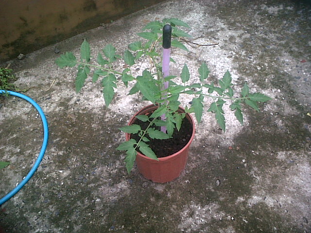 tomates27102011_3.jpg