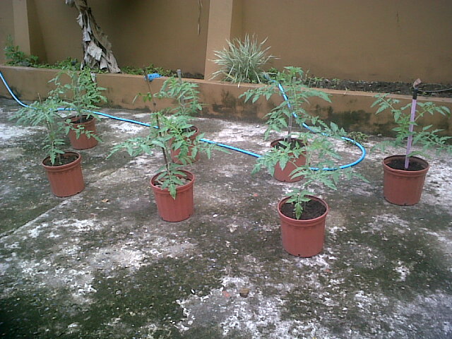 tomates27102011_4.jpg
