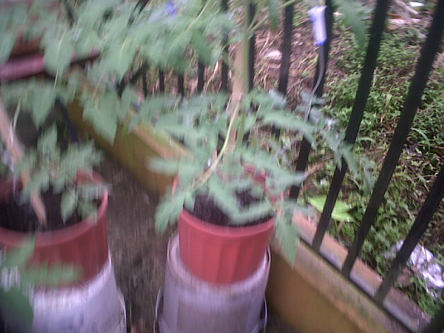 tomates27102011_6.jpg