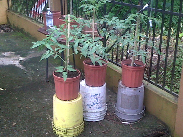 tomates27102011_7.jpg