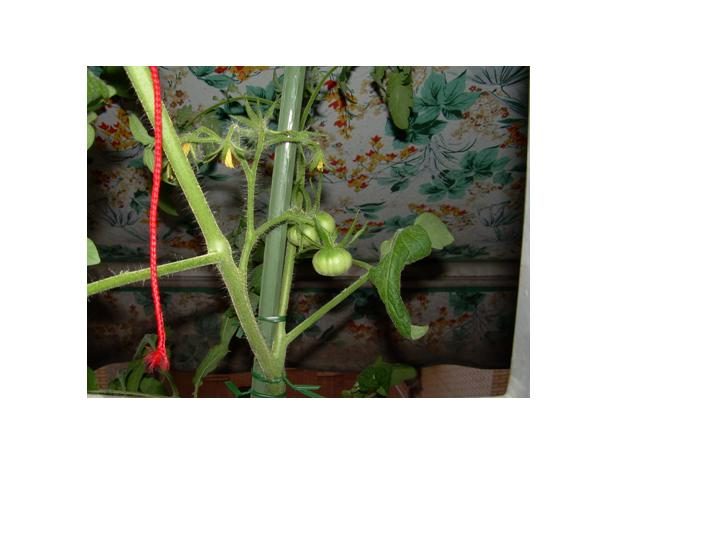 tomates3.jpg
