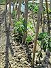 tomates_16-4-11.JPG