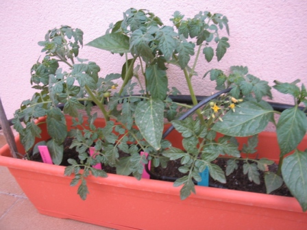 Tomates_cherry_y_pimientos.jpg
