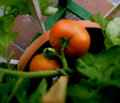 Tomates_lisos-.JPG