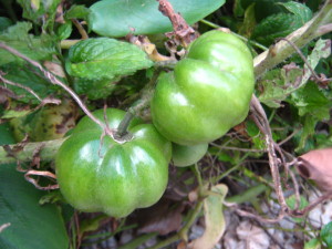 tomates_milagrosos_en_invierno-20140730T182550-300x225.jpg