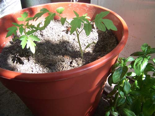 Tomates_Raf.jpg