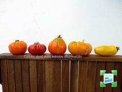 tomatesdecolores.jpg