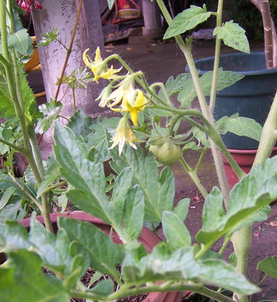 tomatito%201.jpg