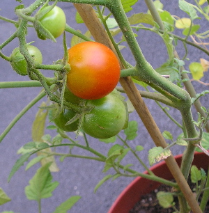 Tomatito.jpg