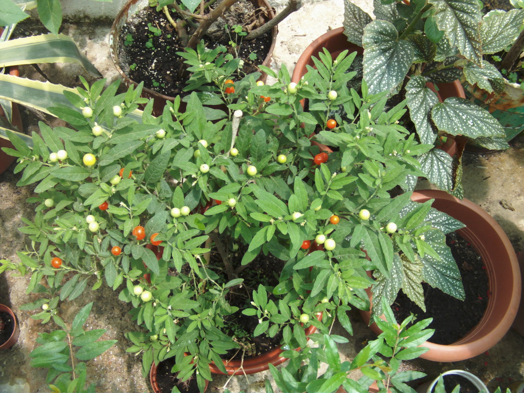 tomatitoornamentalbonitojpg.jpg