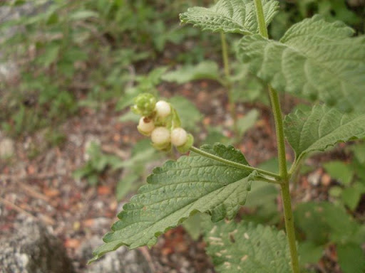 tomatitos.jpg