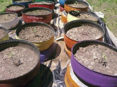 tomato+seedlings.jpg