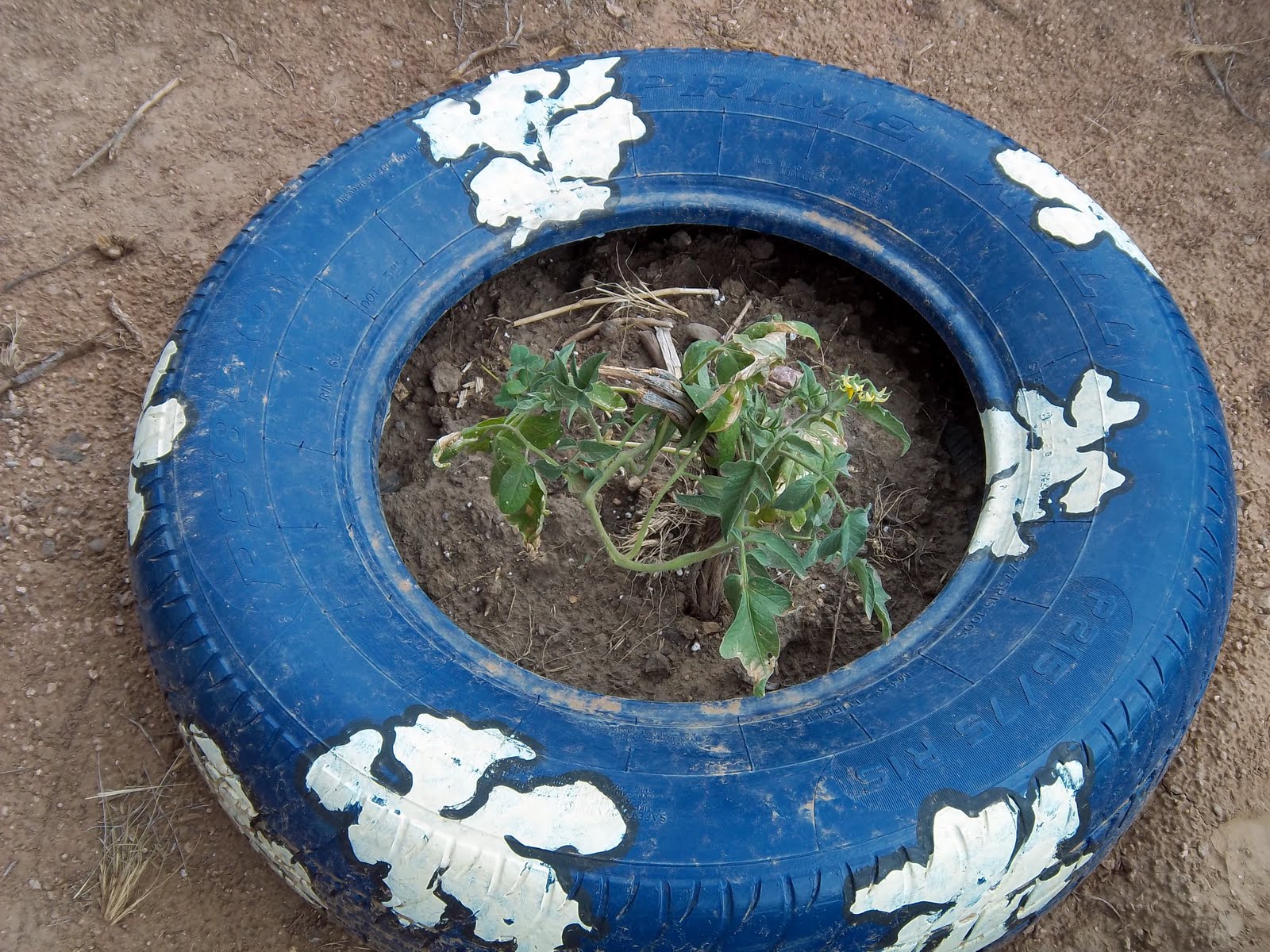tomato+tire.jpg