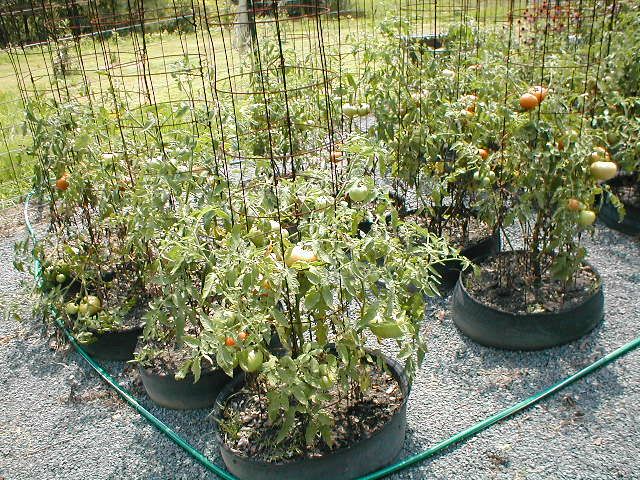tomatoes.jpg