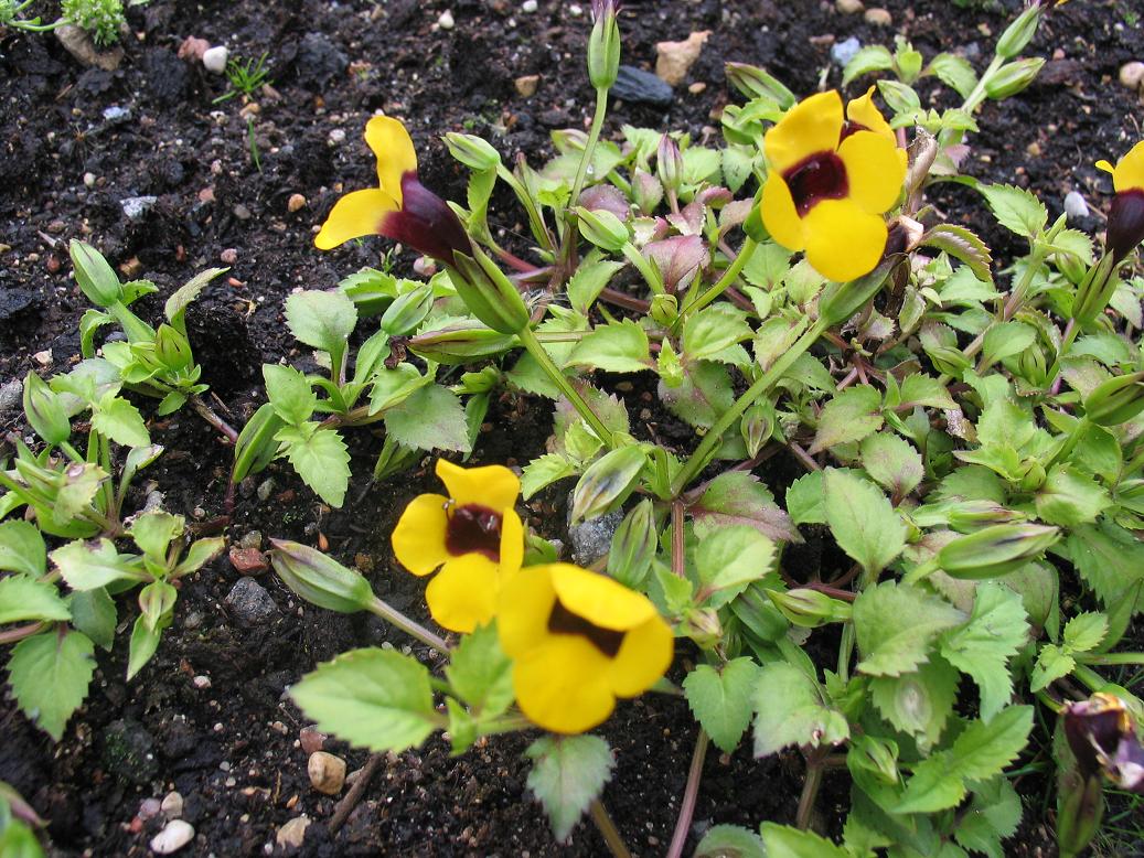 Torenia%20flava%20kollane%20torenia.jpg