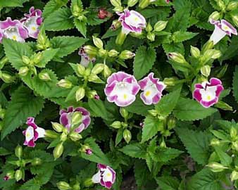 torenia-fournieri-1.jpg