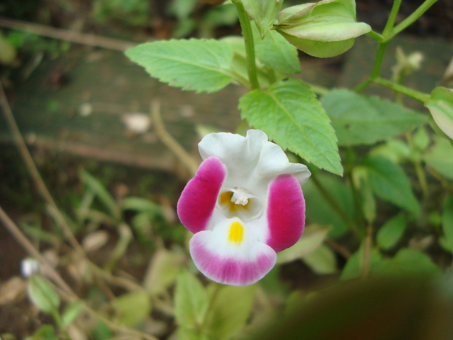 torenia1_by_cerezoinwonderland-d47l3ti.jpg