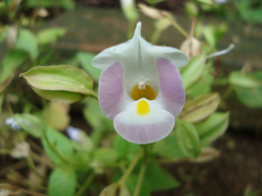 torenia2_by_cerezoinwonderland-d47l571.jpg
