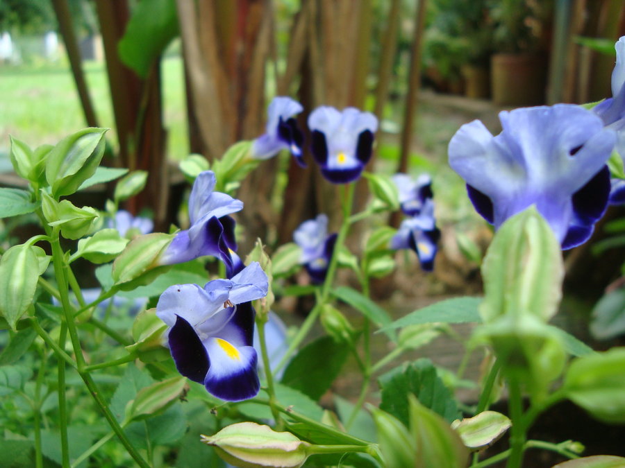 torenia_by_cerezoinwonderland-d47l2ax.jpg