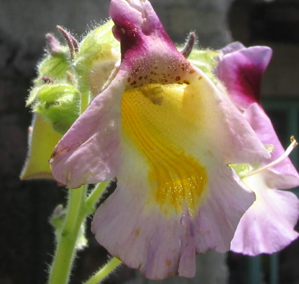 Torito_flor-1.jpg