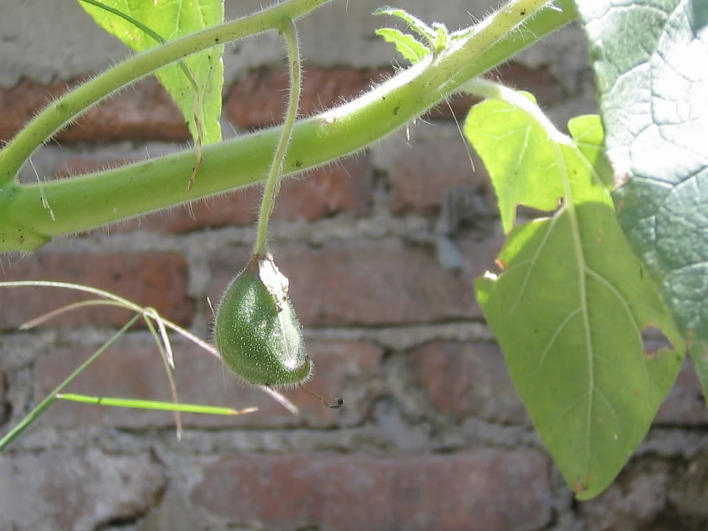 Torito_fruto.jpg