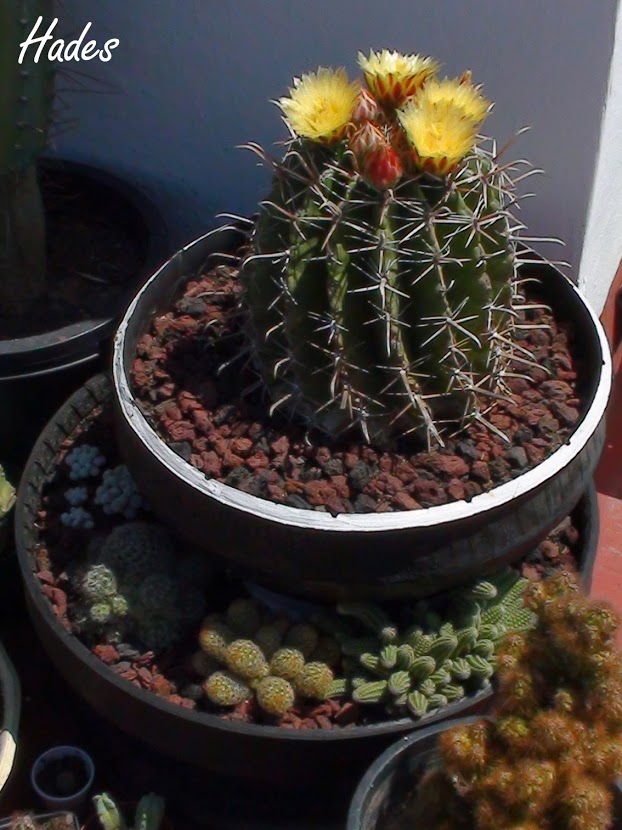 torre+cactus.jpg