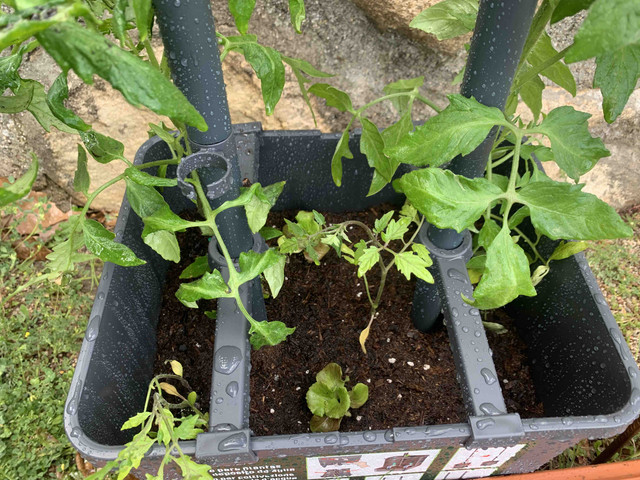 torre-plantas04.jpg