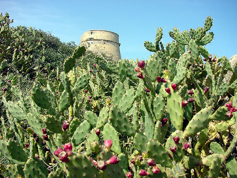 torredescarregador4.jpg