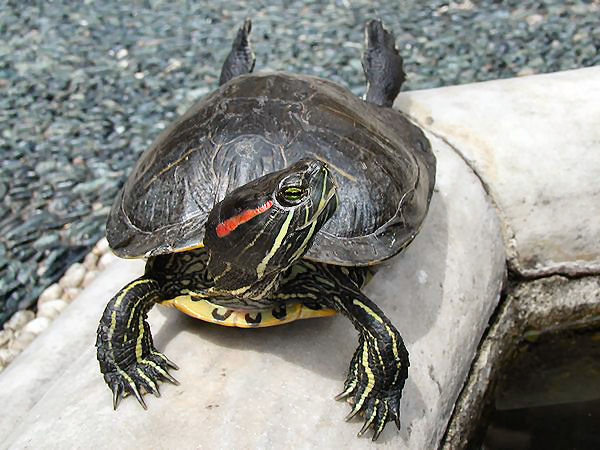Tortoise1_cepolina.jpg