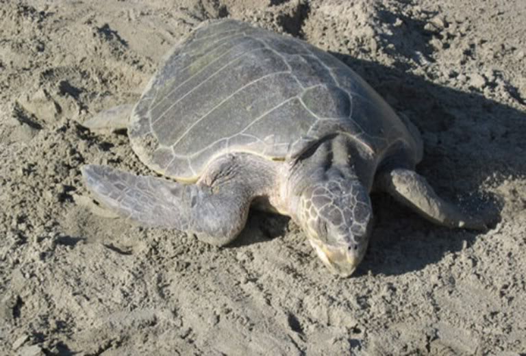 tortugafotografiaAnaP.jpg