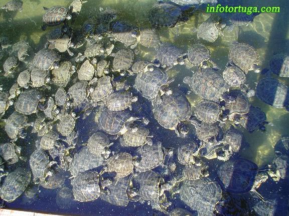 tortugas.jpg