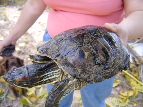 tortugas_18_.JPG