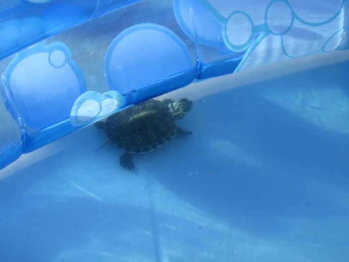 tortuguita.jpg