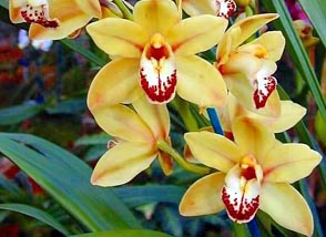 Touch%2520of%2520Gold_Cymbidium.jpg