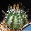 Toumeya_knippelianus_hybrid_small.jpg