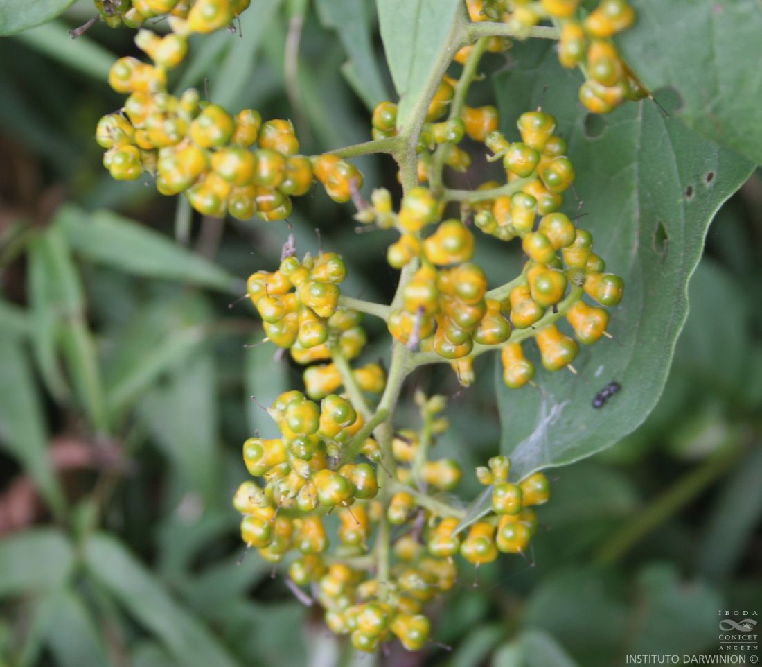 Tournefortia%20paniculata-FOZ-9865%20(3).JPG