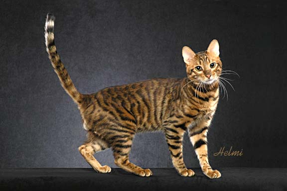 toyger-buck-2.jpg