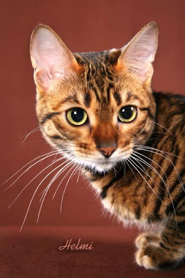 toyger-head-shoulders.jpg