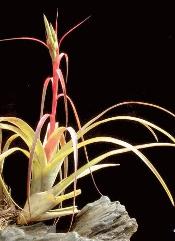 tpolystachia.jpg